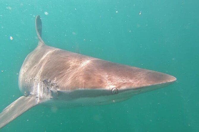 Cape Shark Adventures - Confirmation and Accessibility