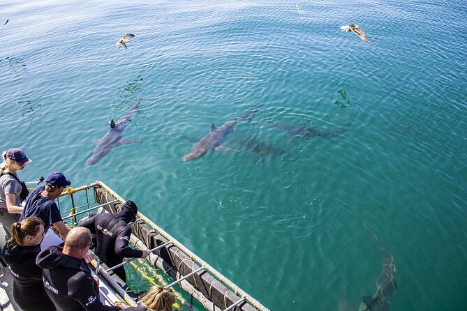Cape Shark Adventures - Cancellation Policy and Guidelines