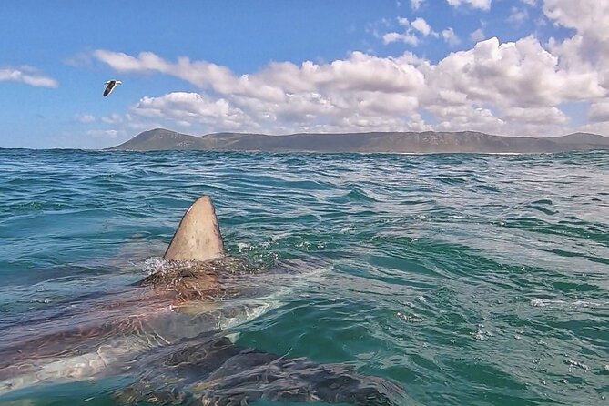 Cape Shark Adventures - Pricing and Terms