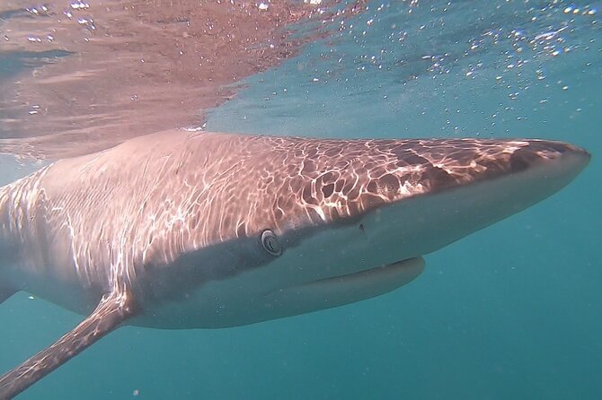 Cape Shark Adventures - Common Questions