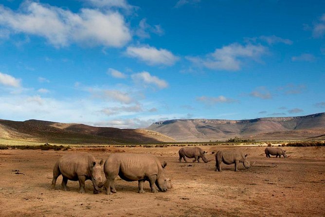 Cape Town: 1-Day Big 5 Game Drive Safari - Opportunity to See the Big 5