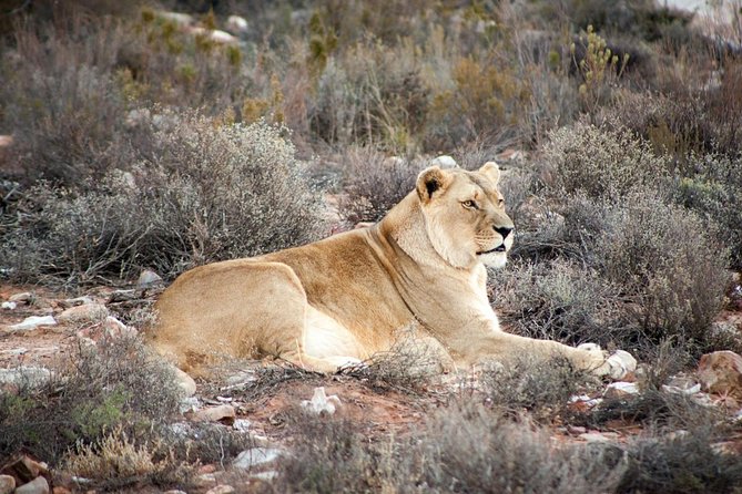 Cape Town: 1-Day Big 5 Game Drive Safari - Inclusions: Hotel Transfers, Breakfast, and Lunch
