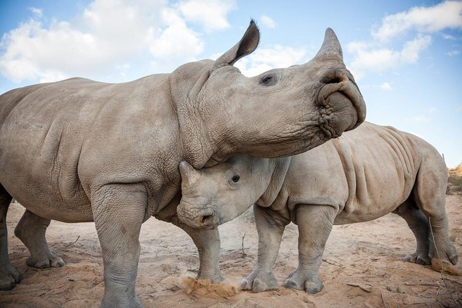 Cape Town: 1-Day Big 5 Game Drive Safari - Common Questions