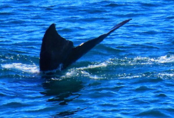 Cape Town: 1 Hour Table Bay Sailing Tour - The Sum Up