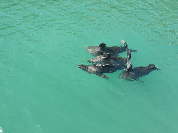 Cape Town: 15 Minute Harbour Boat Cruise With Seal Watching - Duration and Language Options