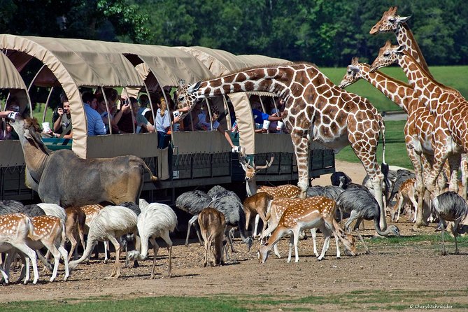 Cape Town 2Days Tour, Aquila Safari Game Overnight & Robben Island Getaway - Day 1: Overnight in Luxury Accommodation
