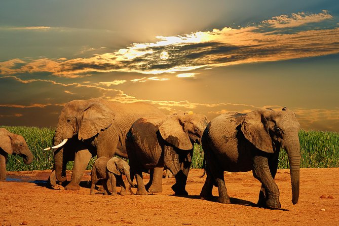 Cape Town 2Days Tour- Aquila Safari Game Reserv & Robben IslandGetaway Overnight - Tour Overview