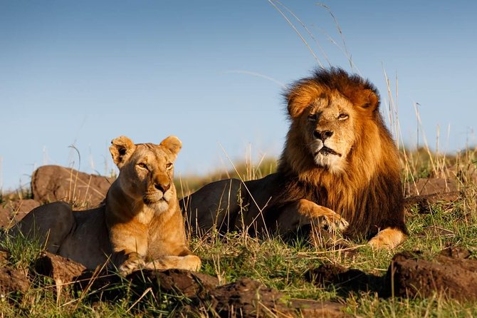 Cape Town 3-Day Attraction Tour:Aquila Safari Tour & Wine Tasing & Robben Island - Day 2: Stellenbosch Wineland Tour