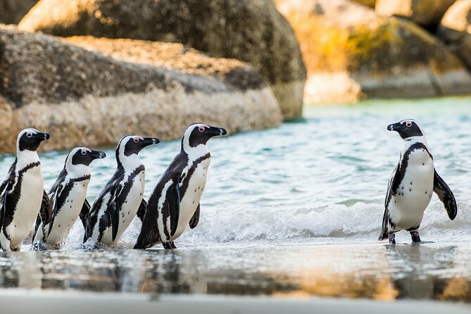 Cape Town: 4 Day Tour Combo Including Entrance Fees - Itinerary Highlights