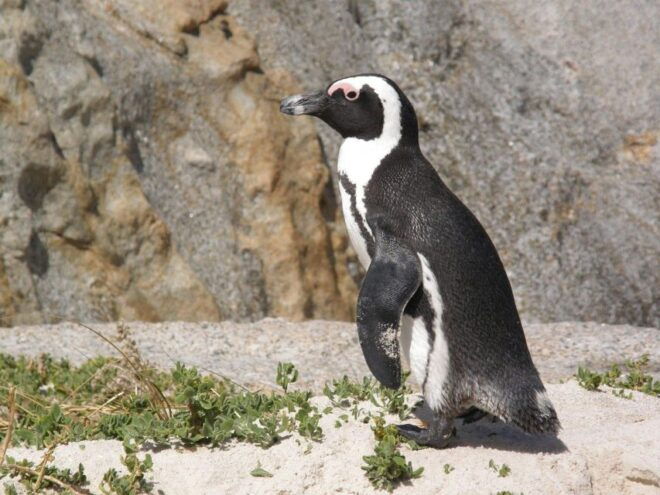 Cape Town And Garden Route To Ado National Park - Itinerary Overview