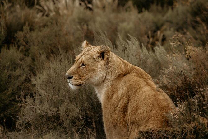 Cape Town Best of Aquila Safari Full Day Tour With Transport - Good To Know