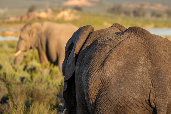 Cape Town Best of Aquila Safari Full Day Tour With Transport - Additional Information
