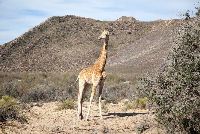 Cape Town Best of Aquila Safari Full Day Tour With Transport - Frequently Asked Questions