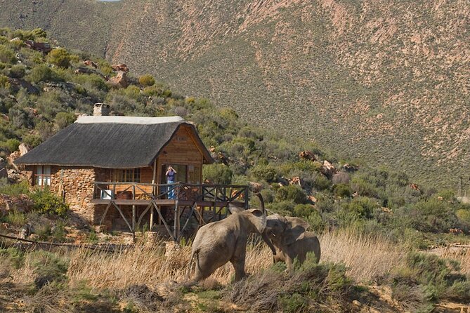 Cape Town Big 5 Animals Guided Safari Tour to Aquila Reserve - Cancellation Policy