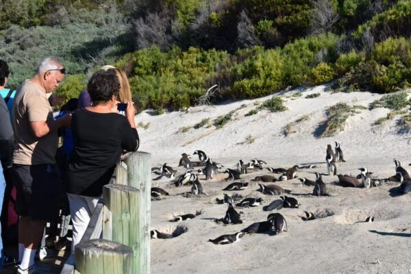 Cape Town: Cape of Good Hope and Penguins Full-Day Tour - The Sum Up