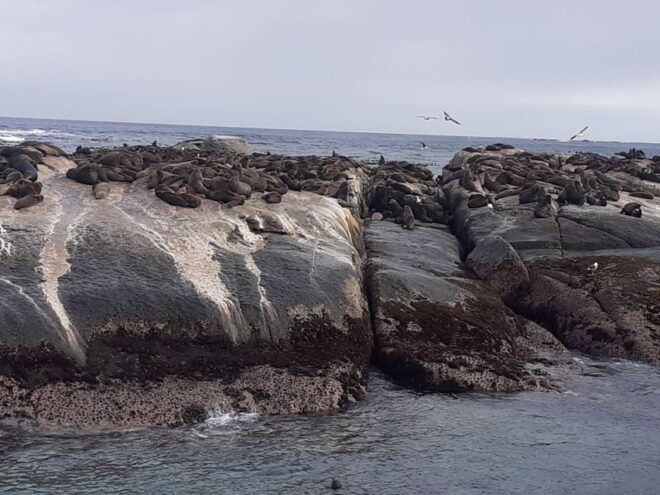 Cape Town: Cape of Good Hope, Seals and Penguins Day Tour - Frequently Asked Questions