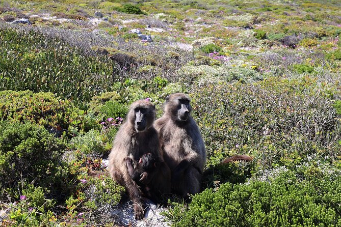 Cape Town: Cape of Good Hope, Table Mountain & Wine Tasting Tour - Pick-up and Meeting Details