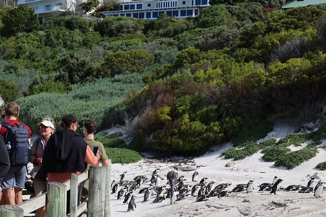 Cape Town: Cape of Good Hope Tour, Penguin Beach & Table Mountain - Meeting and Pickup Details