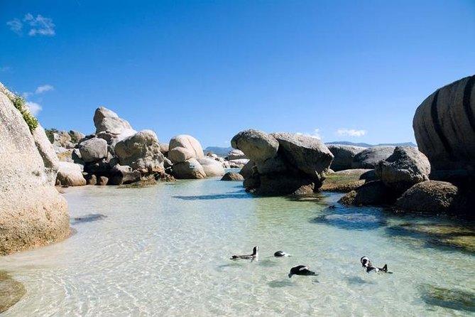 Cape Town: Cape Peninsula Half Day Private Tour - Scenic Drive Along Cape Peninsula