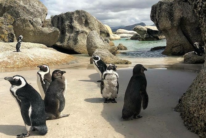 Cape Town: Cape Peninsula Private Tour Full Day - Expert Local Guide