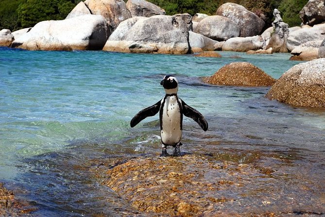 Cape Town: Cape Peninsula Private Tour Full Day - Optional Add-Ons and Upgrades