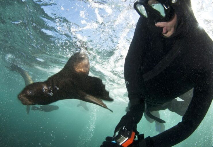 Cape Town: Cruise With Guided Seal Snorkel in Hout Bay - Good To Know