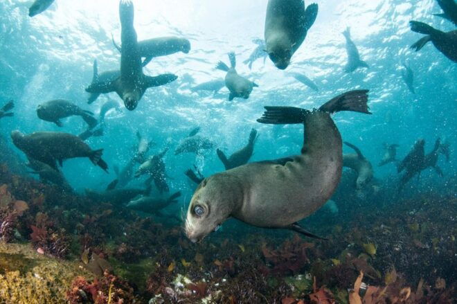Cape Town: Cruise With Guided Seal Snorkel in Hout Bay - Location Details