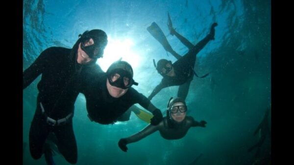Cape Town: Cruise With Guided Seal Snorkel in Hout Bay - Booking Information