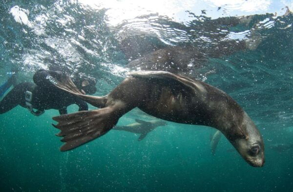 Cape Town: Cruise With Guided Seal Snorkel in Hout Bay - The Sum Up