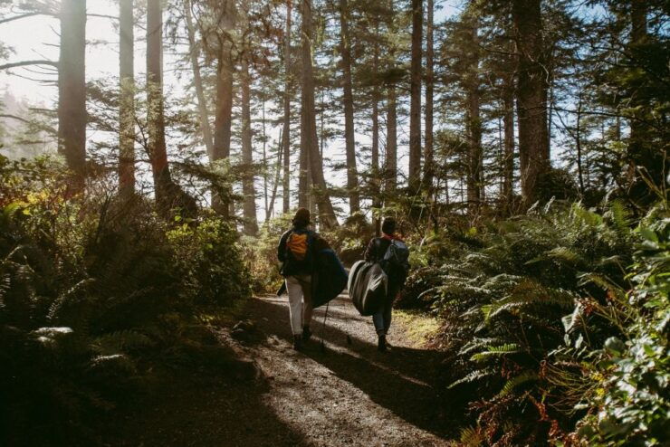 Cape Town: Forest Bathing and Silent Walking Meditation - Activity Overview