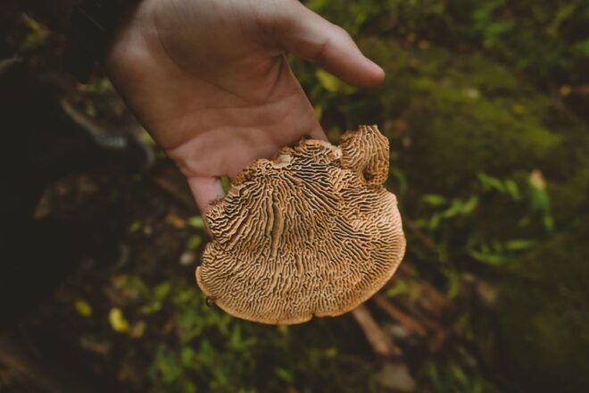 Cape Town: Forest Bathing and Silent Walking Meditation - Duration and Instructor