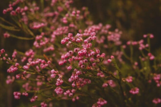 Cape Town: Forest Bathing and Silent Walking Meditation - Important Information