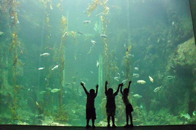 Cape Town Full Day Family Fun With Kids Private Tour - Expert-Led Family-Friendly Tour