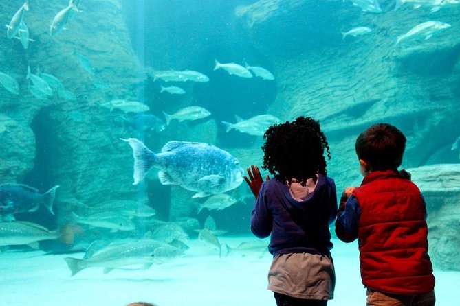 Cape Town Full Day Family Fun With Kids Private Tour - Reviews and Ratings