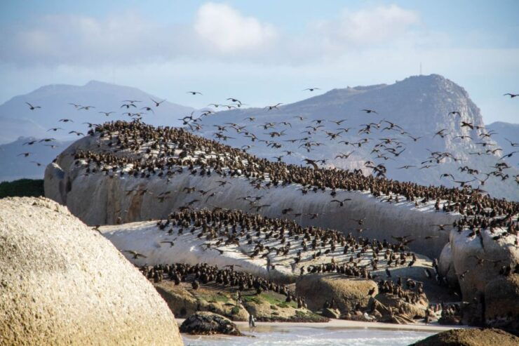 Cape Town: Full-Day Peninsula Tour With a Marine Biologist - Good To Know