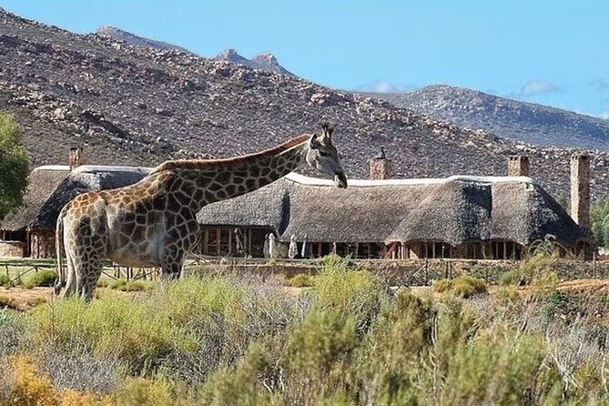 Cape Town Full Day Private Big 5 Safari at Aquila Game Reserve - Additional Details