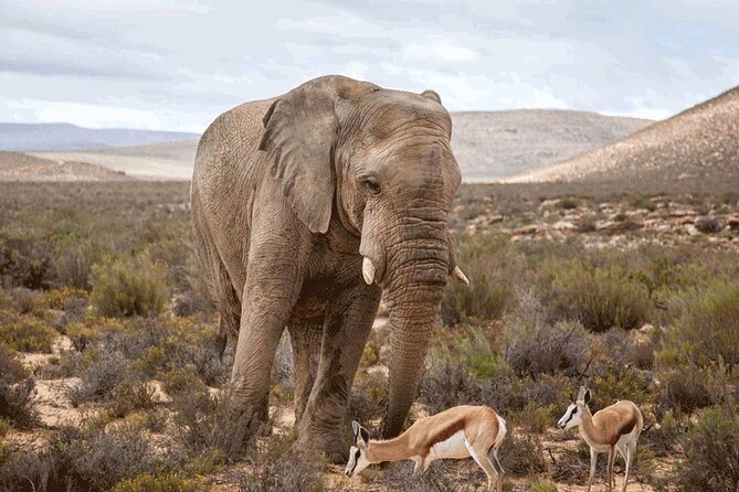 Cape Town Full Day Private Big 5 Safari at Aquila Game Reserve - Pricing and Booking