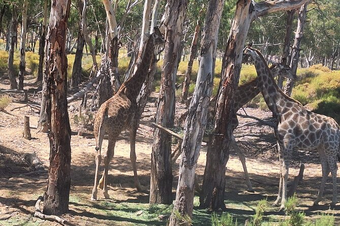 Cape Town Full Day Private Big 5 Safari at Aquila Game Reserve - Cancellation Policy