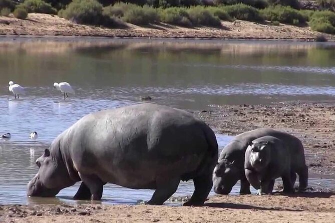 Cape Town Full Day Private Big 5 Safari at Aquila Game Reserve - Directions to Aquila Game Reserve