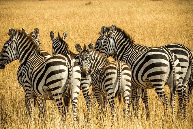 Cape Town Full Day Private Big 5 Safari at Aquila Game Reserve - Contact and Reservation