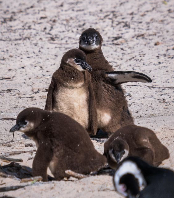 Cape Town: Full-Day Private Peninsula Tour - Recommended Activities