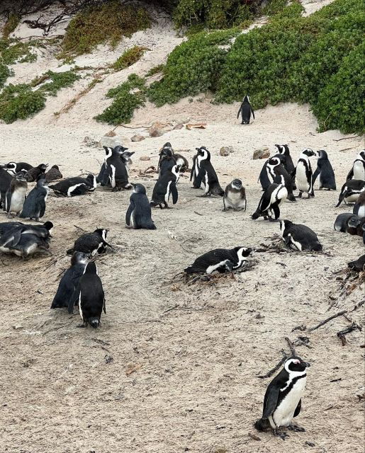 Cape Town: Full-Day Private Peninsula Tour - Frequently Asked Questions