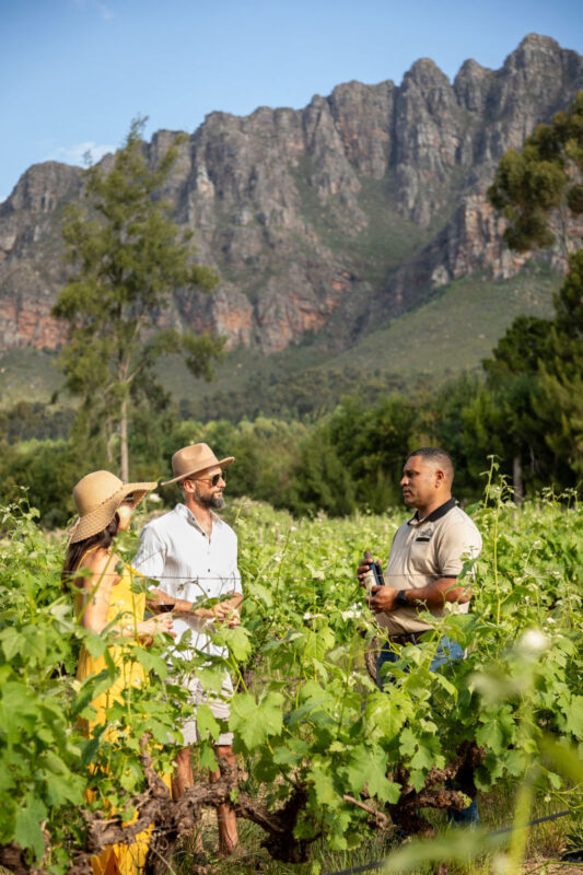 Cape Town Full-Day Wine Tasting & Tram Experience with Guided Tour - Who will enjoy this outing most?