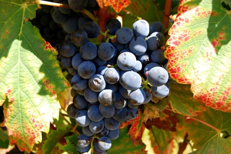 Cape Town: Full-Day Winelands Tour With Wine Tastings & Food - Tour Highlights