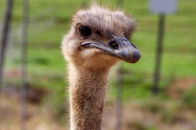 Cape Town - Garden Route: Outdoor Adventure Tour - 5 Days - Overview and Route