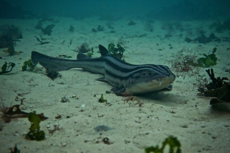 Cape Town: Great African Sea Forest Guided Snorkel - Activity Details