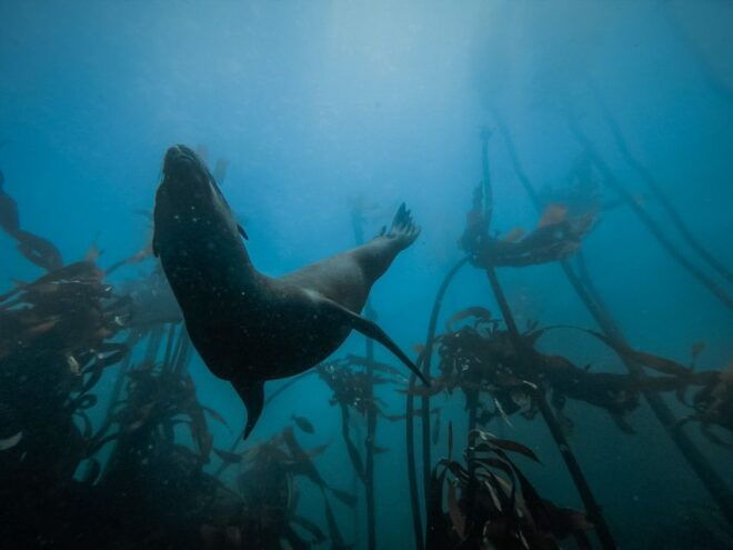 Cape Town: Great African Sea Forest Guided Snorkel - Meeting Point