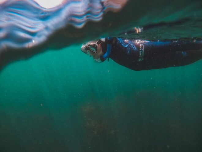 Cape Town: Great African Sea Forest Guided Snorkel - Important Information