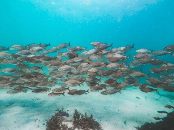 Cape Town: Great African Sea Forest Guided Snorkel - Customer Reviews