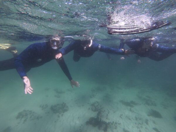 Cape Town: Great African Sea Forest Guided Snorkel - The Sum Up